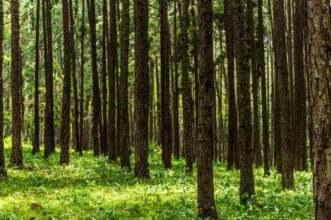 Pine forest in sunlight Fotos Stock