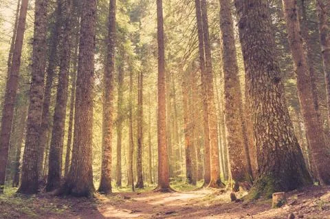 Pine forest in sunlight. Retro style Stock Photos