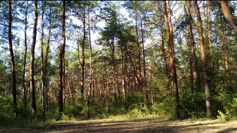 Pine forest, Sunlight shine Video stock 136817733