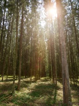 Pine forest with sunlight shining down, Mystical green forest, In thailand, N Stock Photos