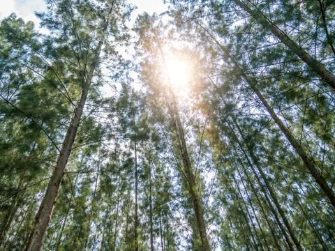 Pine forest with sunlight shining down, Mystical green forest, In thailand, N Stock Photos