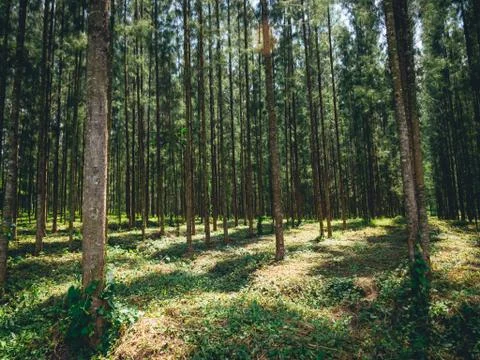 Pine forest with sunlight shining down, Mystical green forest, In thailand, N Stock Photos