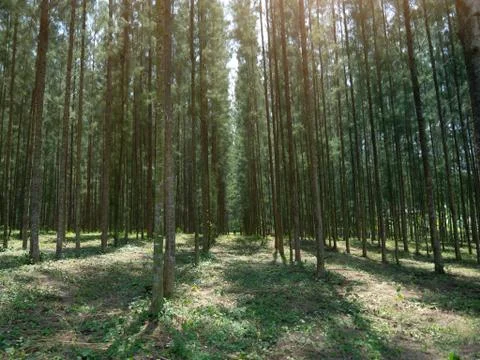 Pine forest with sunlight shining down, Mystical green forest, In thailand, N Stock Photos