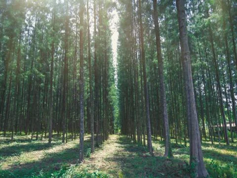 Pine forest with sunlight shining down, Mystical green forest, In thailand, N Stock Photos