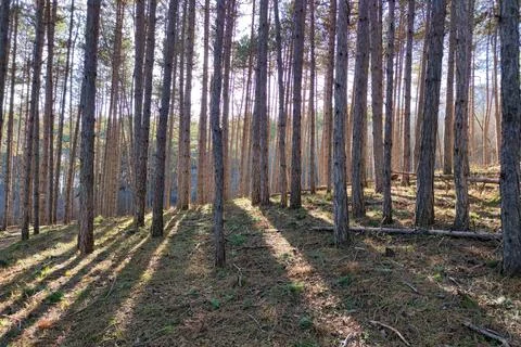 Pine forest in the sunlight, sun rays breaking through the trees Stock Photos
