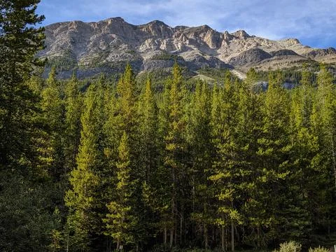 A Pine Forest with Sunlit Rugged Mountain Peaks in the Background Stock Photos