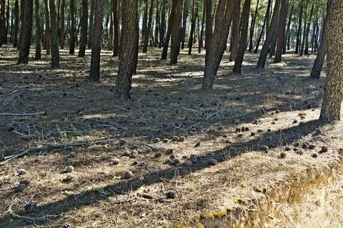 Pine Forest with Sunlit Shadows and Pine Cones Stock Photos