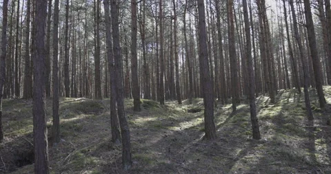 Pine forest, sunny day, 4K Stock Footage 183986854
