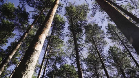 Pine forest on a sunny day Stock Footage 130193169