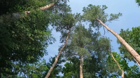 Pine forest on the sunny day. Stock Footage 132247856