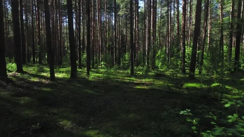 Pine forest on a sunny day Stock Footage 141888898