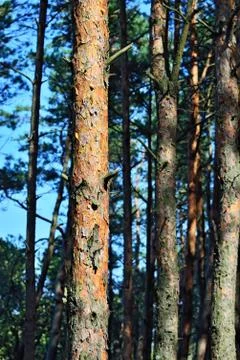 Pine forest on a sunny day Stock Photos