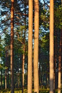 Pine forest on a sunny day Stock Photos