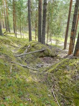 Pine forest on a sunny day Stock Photos