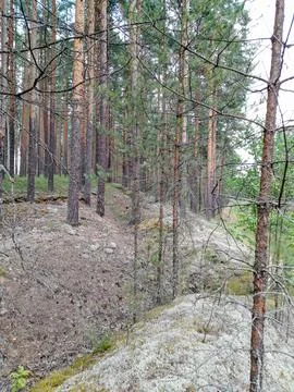 Pine forest on a sunny day Stock Photos