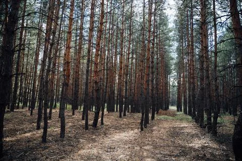 Pine forest in a sunny day. Pine high trees. Close to nature, mental healing Stock Photos