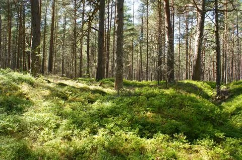 Pine forest on a sunny day. Pine forest by the Baltic Sea. Stock Photos