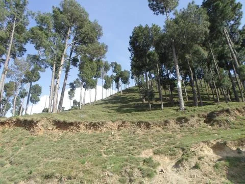 Pine Forest on a Sunny Hillside Stock Photos