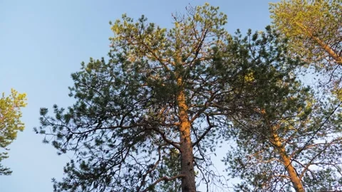 Pine forest. Sunny sky. Sun rays. Colorful sky. Rural sky. Sunset. Stock Footage 168887327