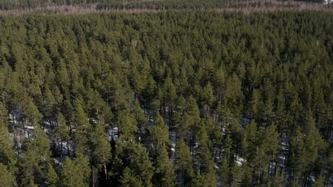 Pine forest on a sunny spring day. Aerial drone footage Stock Footage 124978085