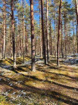 Pine forest on sunny spring day Stock Photos