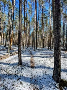 Pine forest on sunny spring day Stock Photos