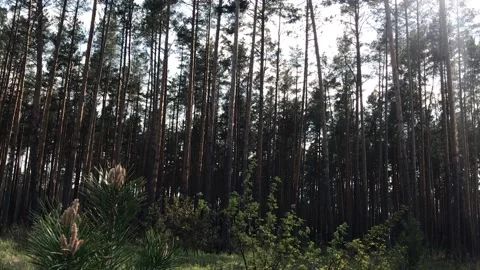 Pine forest on a sunny summer day Stock Footage 132965875