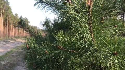 Pine forest on a sunny summer day Stock Footage 132965930