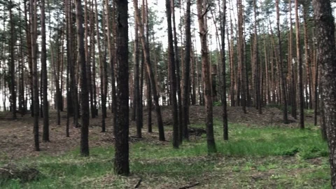 Pine forest on a sunny summer day Stockbeeldmateriaal 132965963