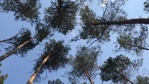 Pine forest on a sunny summer day Stock Footage 132965989