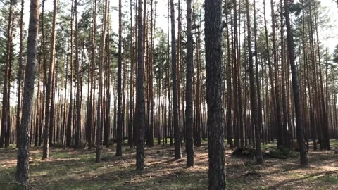 Pine forest on a sunny summer day Stock Footage 132966008