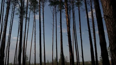 Pine forest on a sunny summer day Stock Footage 132966032