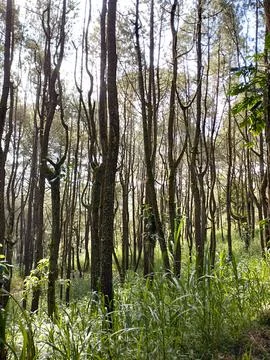 Pine forest at sunny time Stock Photos