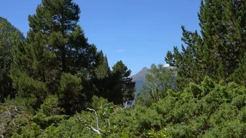 Pine forest in sunny weather on a background of high mountains in national park. 스톡 동영상 116204214