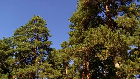 Pine forest in sunny weather Stock Footage 98057840