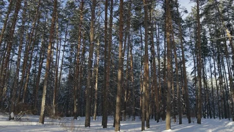 Pine forest on a sunny winter day Vídeo Stock 212234273