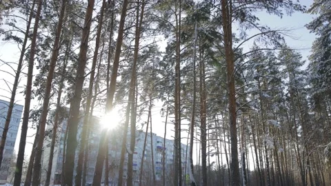 Pine forest on a sunny winter day Vídeo Stock 212235557