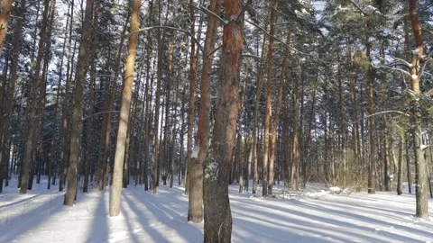 Pine forest on a sunny winter day Vídeo Stock 212237295