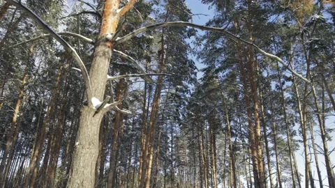 Pine forest on a sunny winter day Vídeo Stock 212237785