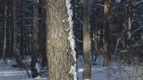 Pine forest on a sunny winter day Vídeo Stock 212239189