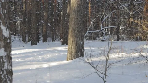 Pine forest on a sunny winter day Vídeo Stock 212239655