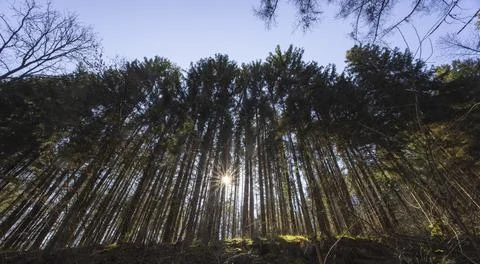 Pine forest with sunrays panorama Stock Photos