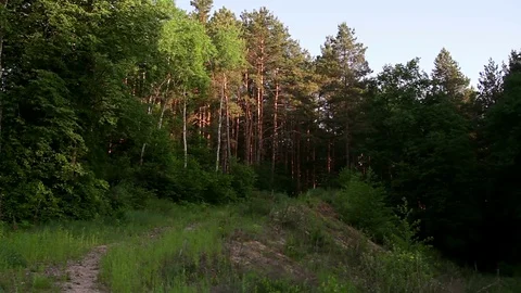 Pine forest at sunrise Stock Footage 70924990