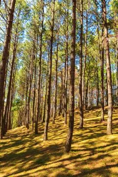 Pine forest with sunrise Stock Photos