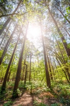 Pine forest sunrise Stock Photos