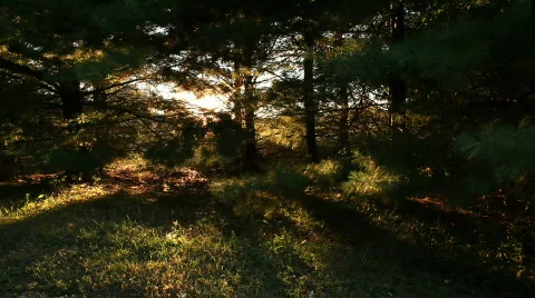 Pine Forest Sunset 1 Stock Footage 837834