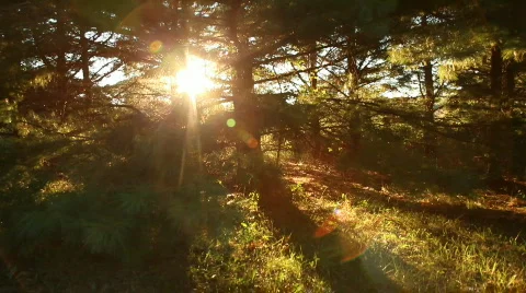 Pine Forest Sunset 2 Stock Footage 838487