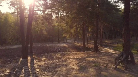 Pine forest in sunset Aerial Stock Footage 114835278