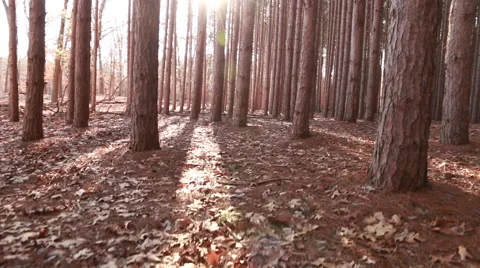 Pine Forest at Sunset, camera moving up Stock Footage 48907265