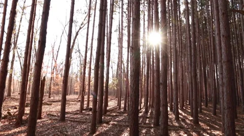 Pine Forest at Sunset Camera Panning up Towards Sun Stock-Footage 48907381